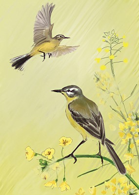 Julian Williams: Yellow Wagtails