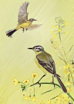 Julian Williams: Yelow Wagtails