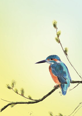 Julian Williams: Common Kingfisher