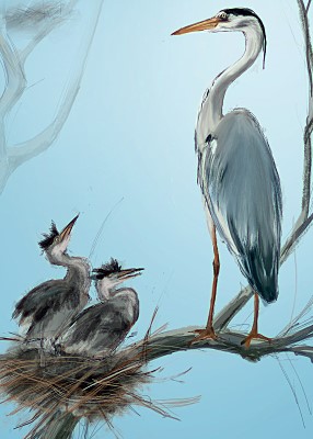 Julian Williams: Grey Herons