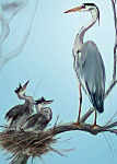 Julian Williams: Grey Herons