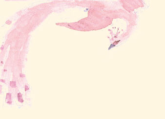 Fran Evans: Pink Phoenix