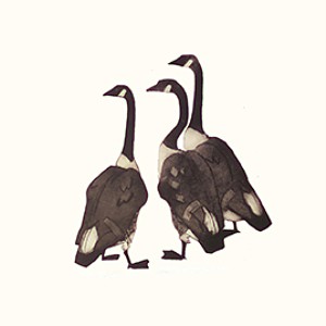 Julian Williams: Three Geese