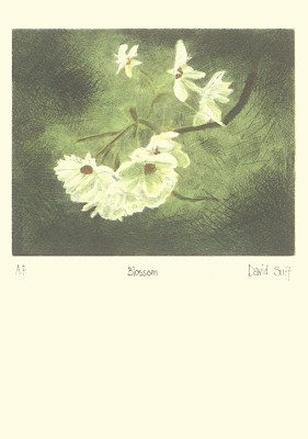 David Suff: Blossom